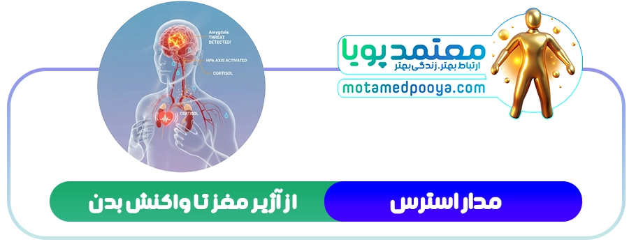 چرا مغزتان در جمع قفل میکند؟ راز علمی رفع خجالت و کمرویی 1 اینفوگرافیک علمی از مدار استرس در مغز انسان، که نشاندهنده مسیر فعال شدن آمیگدال (آژیر خطر)، محور HPA و ترشح کورتیزول است؛ این فرآیند دلیل اصلی قفل شدن مغز در شرایط خجالت و کمروایی است.